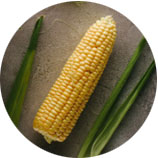 Протеины кукурузного глютена